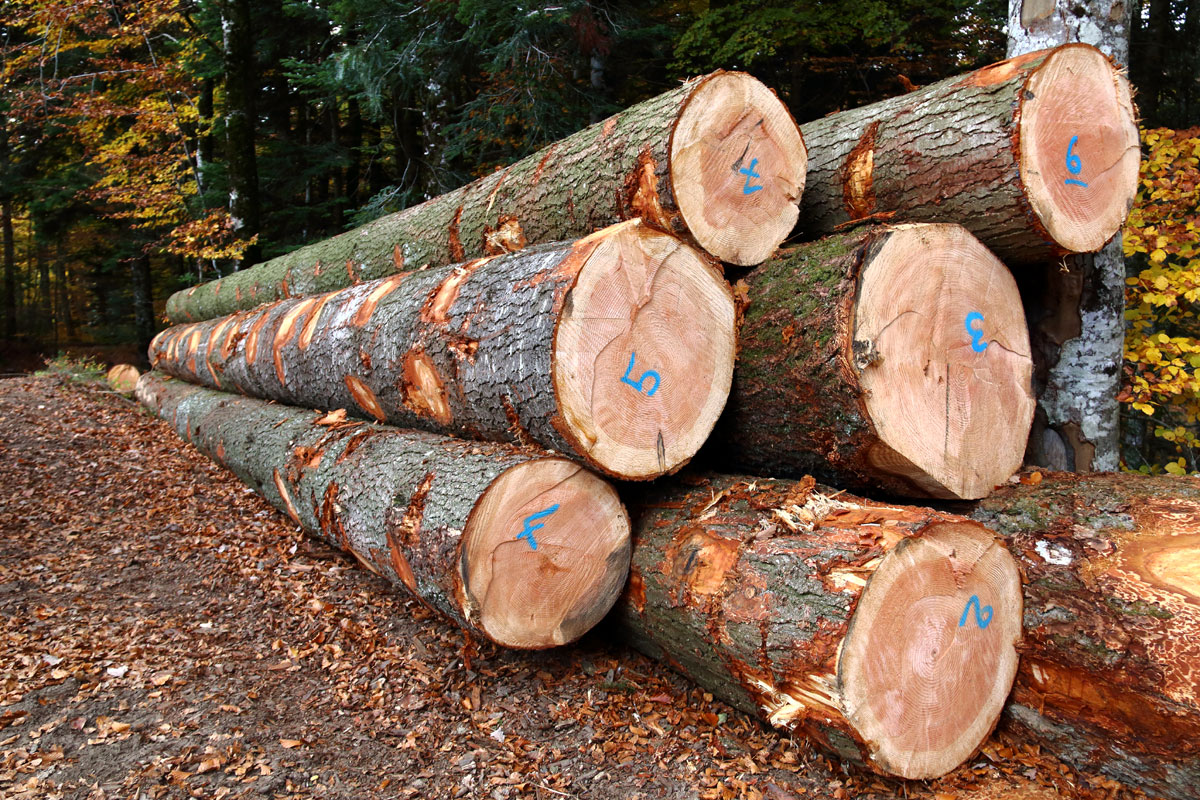 Sélection des arbres 2